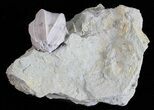 Blastoid (Pentremites) Fossil - Illinois #60116-1